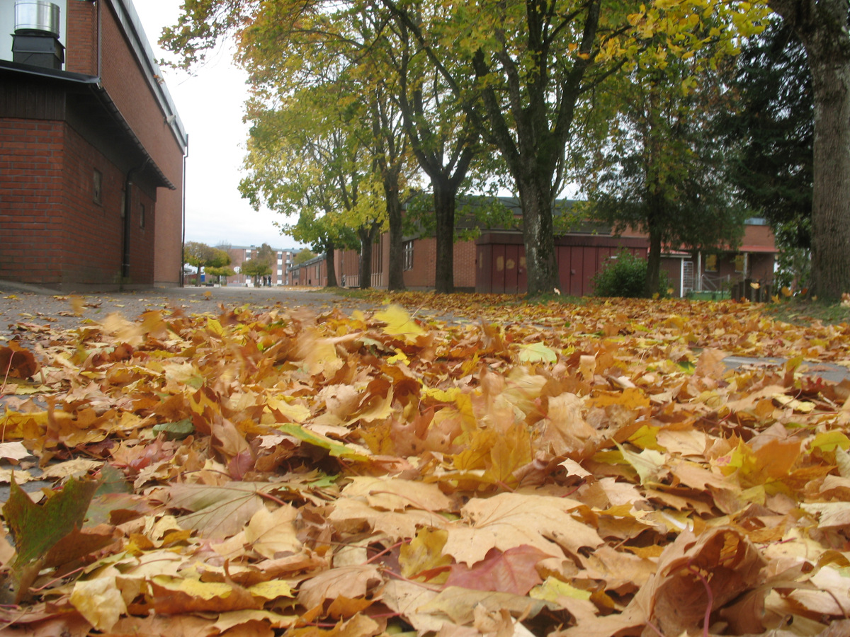 Närbild på löv på marken, låga byggnader i bakgrunden.