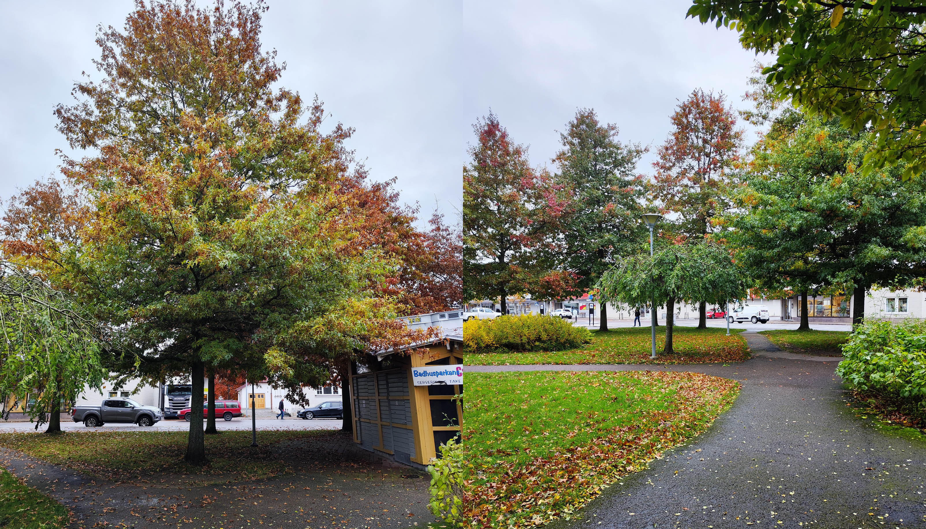 Kollage av två bilder på träd med löv i höstskrud.